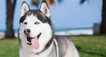 ¿Quieres adoptar una mascota? El Husky Siberiano puede ser tu mejor compañía