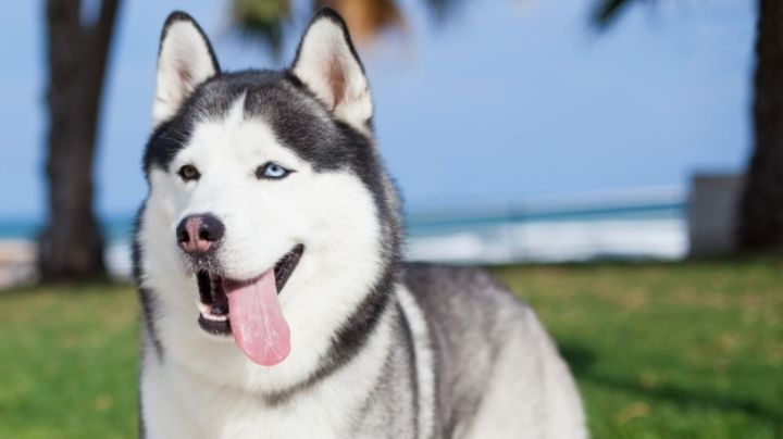 ¿Quieres adoptar una mascota? El Husky Siberiano puede ser tu mejor compañía