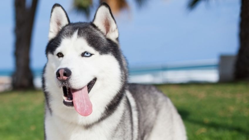 ¿Quieres adoptar una mascota? El Husky Siberiano puede ser tu mejor compañía