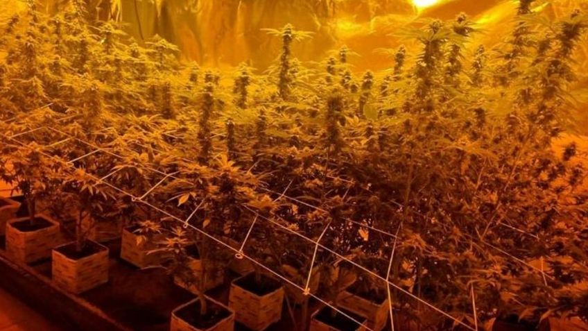 Mexicali: Policía estatal localiza invernadero en un domicilio donde se cultivaba marihuana