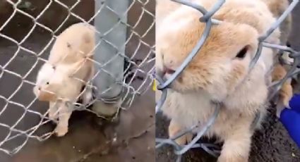 VIDEO: Conejo queda atrapado por sus largas orejas y hombre logra rescatarlo