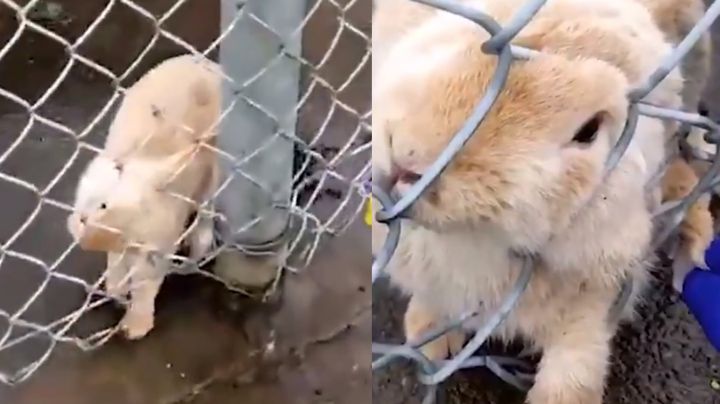 VIDEO: Conejo queda atrapado por sus largas orejas y hombre logra rescatarlo