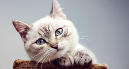 ¡No lo podrás creer! Estas razas de gatos son perfectas para personas con alergias