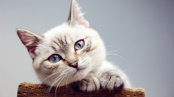 ¡No lo podrás creer! Estas razas de gatos son perfectas para personas con alergias