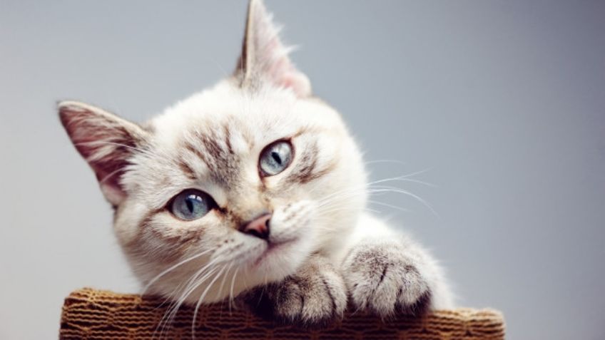 ¡No lo podrás creer! Estas razas de gatos son perfectas para personas con alergias