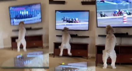 VIDEO: Perrita se vuelve viral ante su reacción a las carreras de caballos