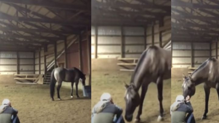 Fuerte conexión: Caballo trata de consolar a mujer al verla llorar y cautiva Internet