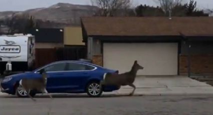 VIDEO: Manada de ciervos sorprende a todo un vecindario al dar paseo entre las casas