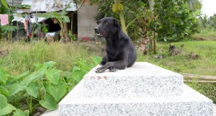 A 2 años de su muerte, perrita no abandona la tumba de su amo, un niño que murió ahogado