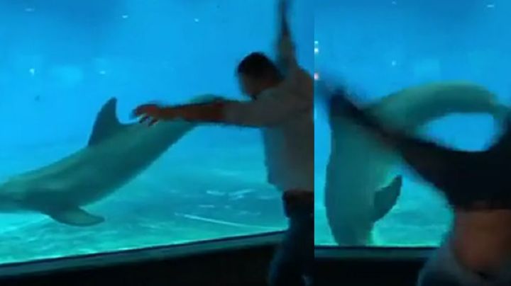 VIDEO: Delfín imita a un joven acróbata y realiza volteretas bajo el agua