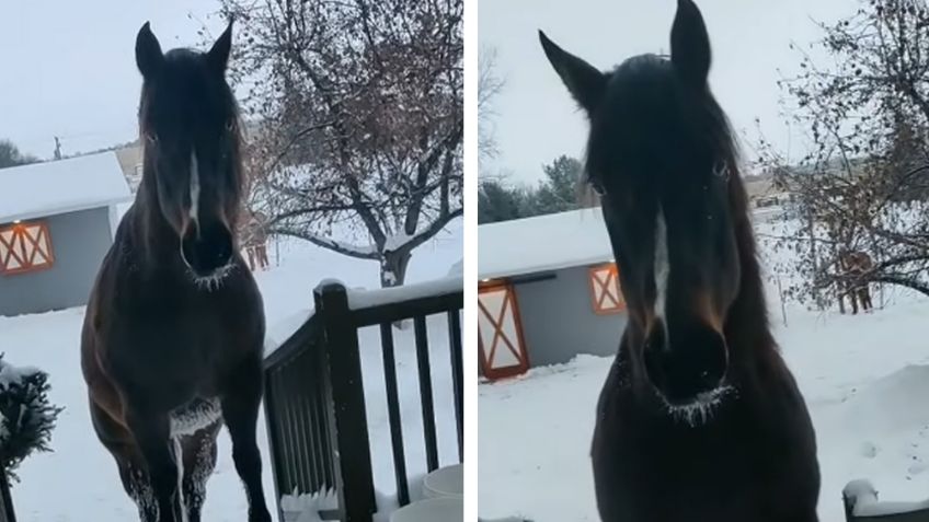 VIDEO: Impaciente caballo escapa de su corral para exigir su hora de la comida