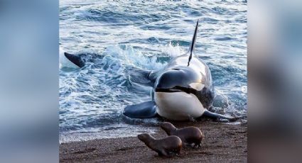 VIDEO: Foca logra escapar de orcas "asesinas" con impresionante maniobra evasiva