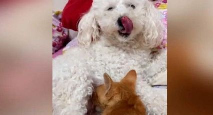 VIDEO: Perrita se hace viral en redes por amamantar a un gatito rescatado de un refugio