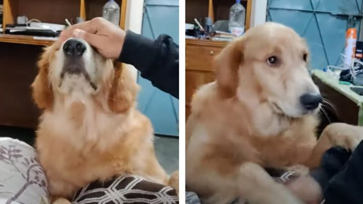 VIDEO: Perro enternece las redes por su peculiar manera de pedir más caricias