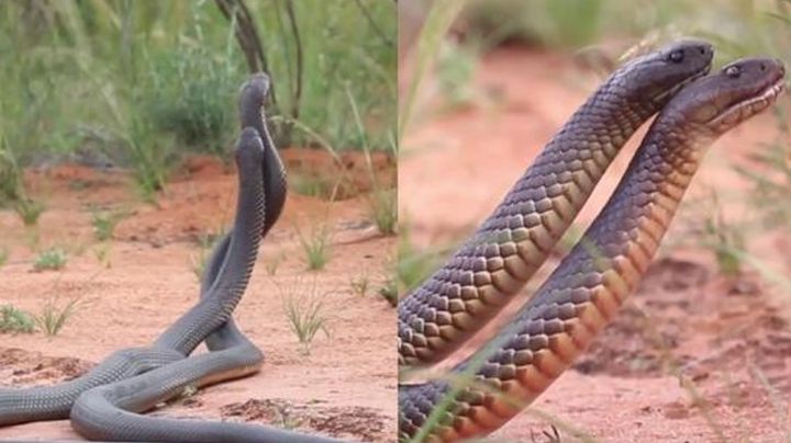 VIDEO: Un par de serpientes se enfrentan en violenta pelea y causan revuelo en redes