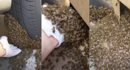 VIDEO: Hombre se arriesga y remueve a toda una enjambre de abejas de un neumático