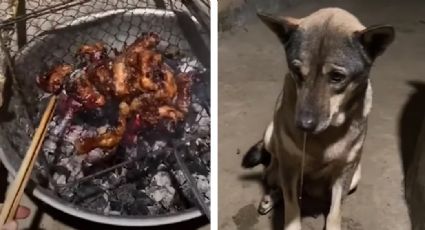 VIDEO: Hambriento perro se hace viral por babear mientras su dueño cocina