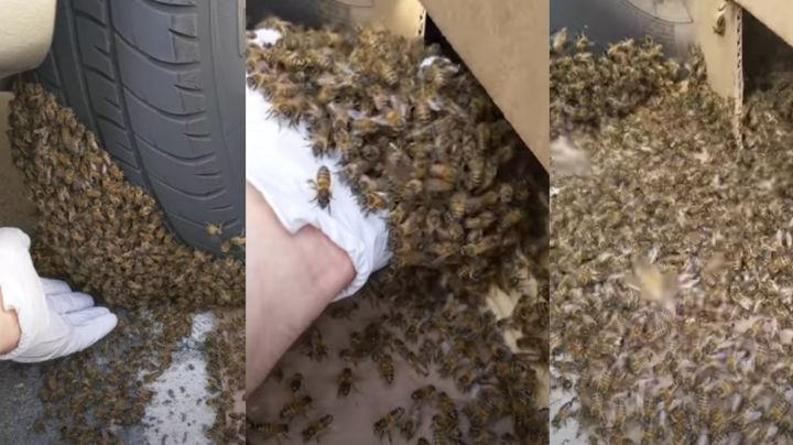 VIDEO: Hombre se arriesga y remueve a toda una enjambre de abejas de un neumático