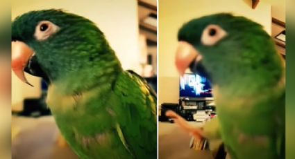 VIDEO: Loro se molesta y muerde a su dueña cuando le acaricia las plumas