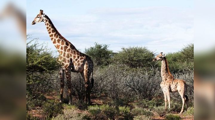 Investigadores descubren jirafas enanas en África; miden solo dos metros