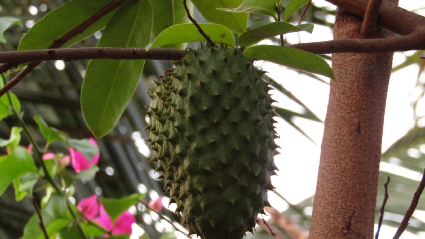 ¡Impactante! Las hojas de guanábana tendrían efectos positivos contra la diabetes y el cáncer