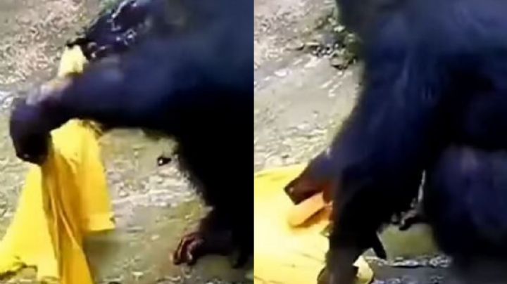 ¡Insólito! Captan en VIDEO a un chimpancé mientras lava ropa en un río igual que un humano