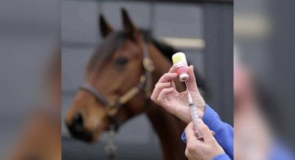 ¡Alerta! Sonora reporta más casos de la fiebre del nilo en caballos, según Senasica