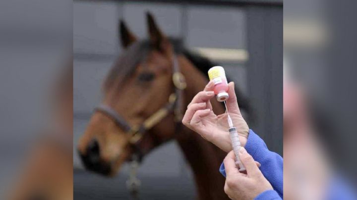 ¡Alerta! Sonora reporta más casos de la fiebre del nilo en caballos, según Senasica