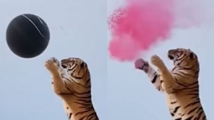 VIDEOS: Pareja lleva a un tigre al 'baby shower' de su bebé; Instagram estalla en indignación