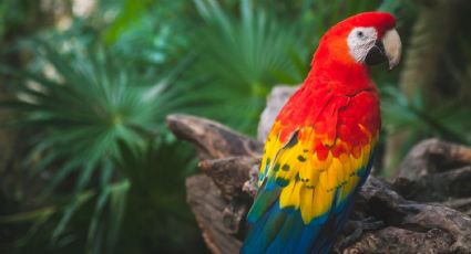 ¡Bienvenidas a Sonora! Centro Ecológico recibe guacamayas en peligro de extinción