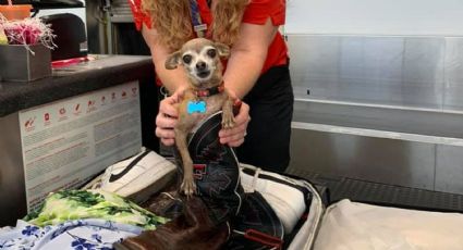 ¡Increíble! Llevaba sobrepeso en su maleta y resultó ser perrito que entró por accidente