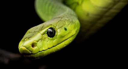 VIDEO: ¡De terror! Conductor es sorprendido por una serpiente en parabrisas de su auto