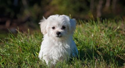 VIDEO: Perro enamora a Instagram con sus 'extraordinarias' habilidades de canto