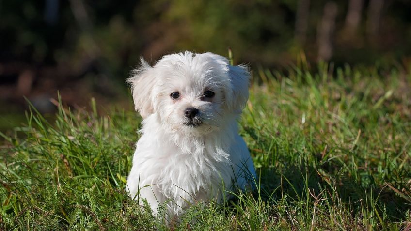 VIDEO: Perro enamora a Instagram con sus 'extraordinarias' habilidades de canto