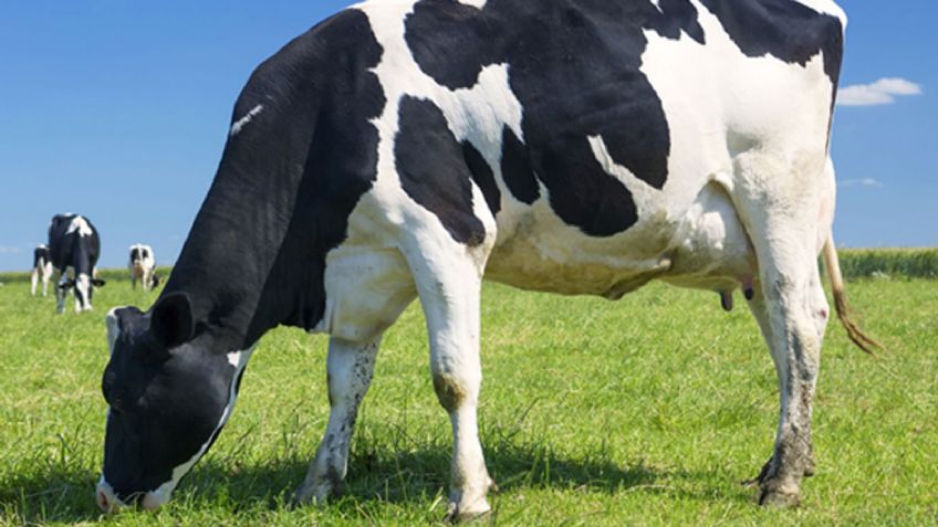 Valle de Guaymas: Se le atraviesa vaca mientras manejaba y se impacta; conductor se salva