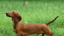 Foto que representa a Estas son señales de que tu perro tiene insomnio y las posibles causas detrás de su falta de sueño