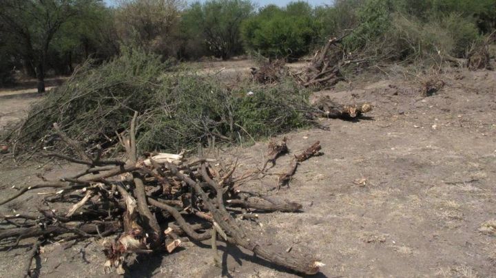 Tala de mezquite, un problema desmedido y sin atención de las autoridades en el sur de Sonora