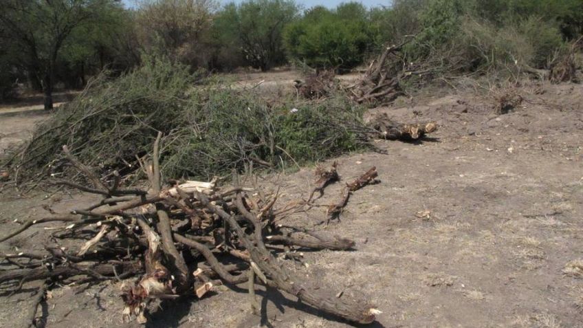 Tala de mezquite, un problema desmedido y sin atención de las autoridades en el sur de Sonora