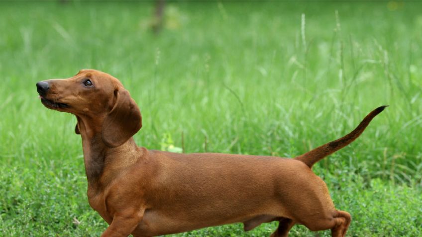 Estas son señales de que tu perro tiene insomnio y las posibles causas detrás de su falta de sueño