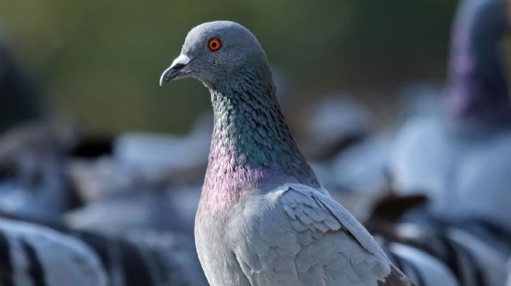 ¡Increíble! Ave choca con transformador y provoca incendio en comercio de Hermosillo