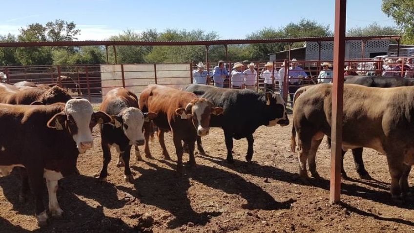 Sonora: ¡Toma nota! UGRS invita a la venta de ganado que se realizará en estos días