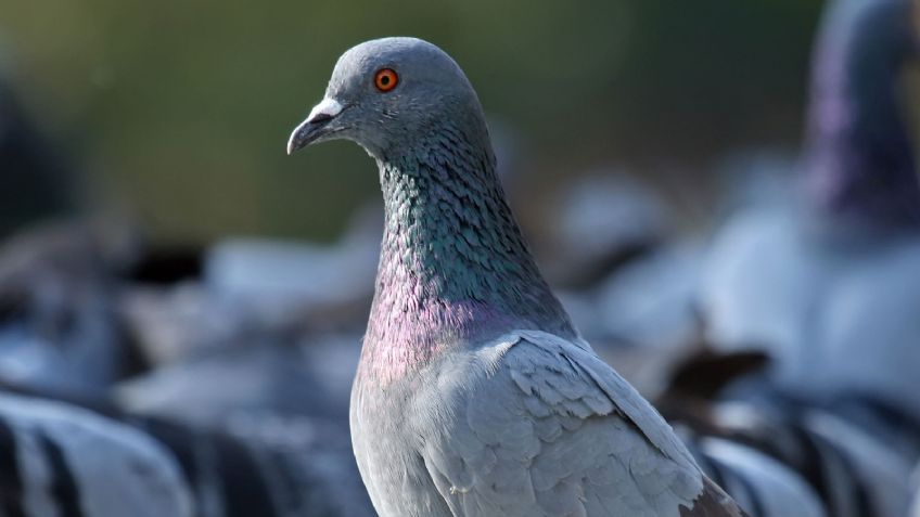 ¡Increíble! Ave choca con transformador y provoca incendio en comercio de Hermosillo