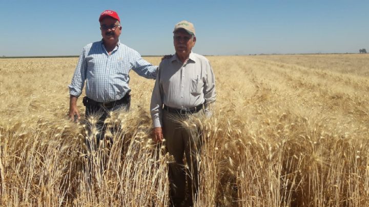 ¡Buenas noticias! Presentan 2 nuevas variedades de trigo duro para el sur de Sonora