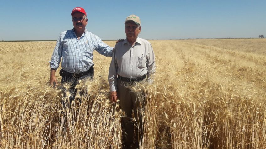 ¡Buenas noticias! Presentan 2 nuevas variedades de trigo duro para el sur de Sonora