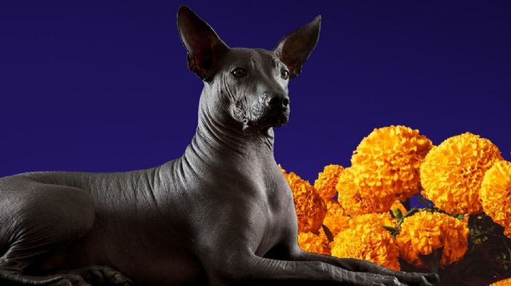 ¡Impactante! Descubre cuál es la influencia de xoloitzcuintle en el Dia de Muertos en México