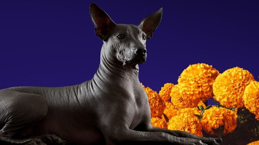 ¡Impactante! Descubre cuál es la influencia de xoloitzcuintle en el Dia de Muertos en México