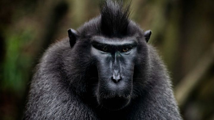 VIDEO: ¡Impactante! Tras robarle sus lentes, mono chantajea a humano; exige dulces a cambio