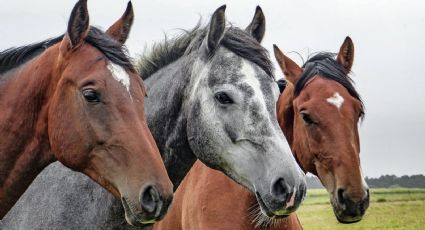 Farmacéutica mexicana producirá un tratamiento contra el Covid-19 ¿proveniente del caballo?