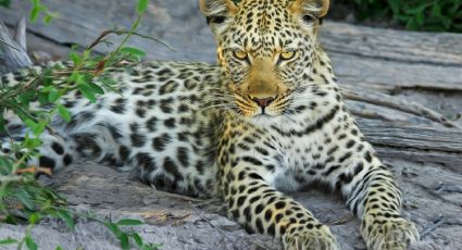 VIDEO: ¡Impactante! Una mujer es atacada por un leopardo; logra defenderse con su bastón