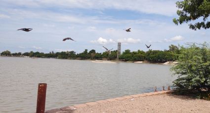 Ciudad Obregón: Plaga atípica amenaza ecosistema en la Laguna del Náinari